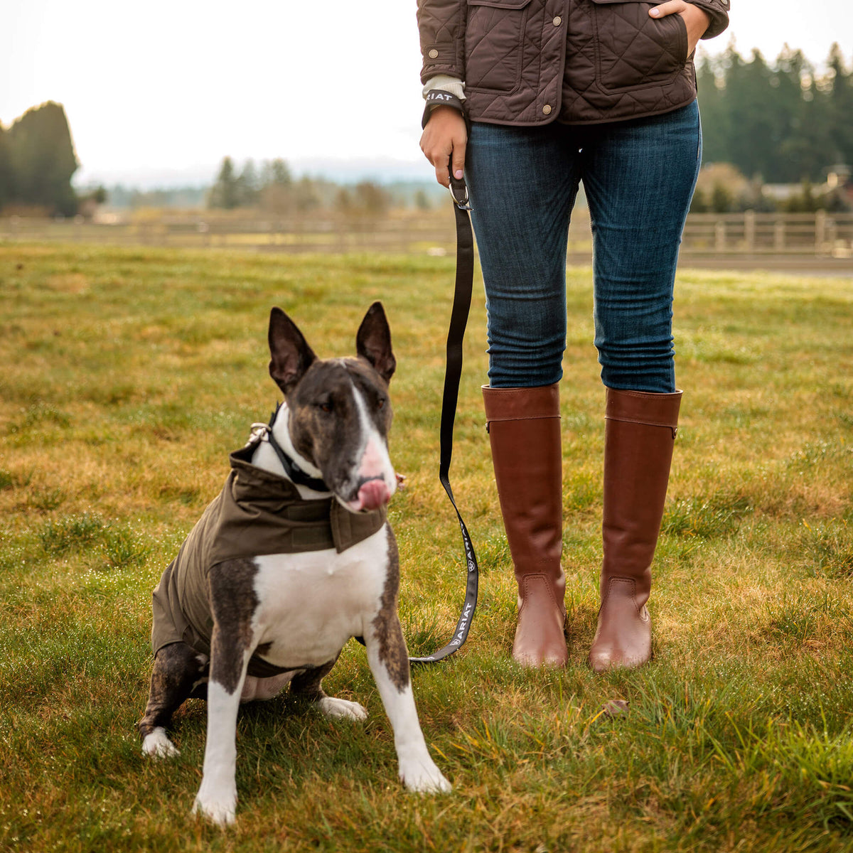 Argentium Dog Jacket Ariat Accessories