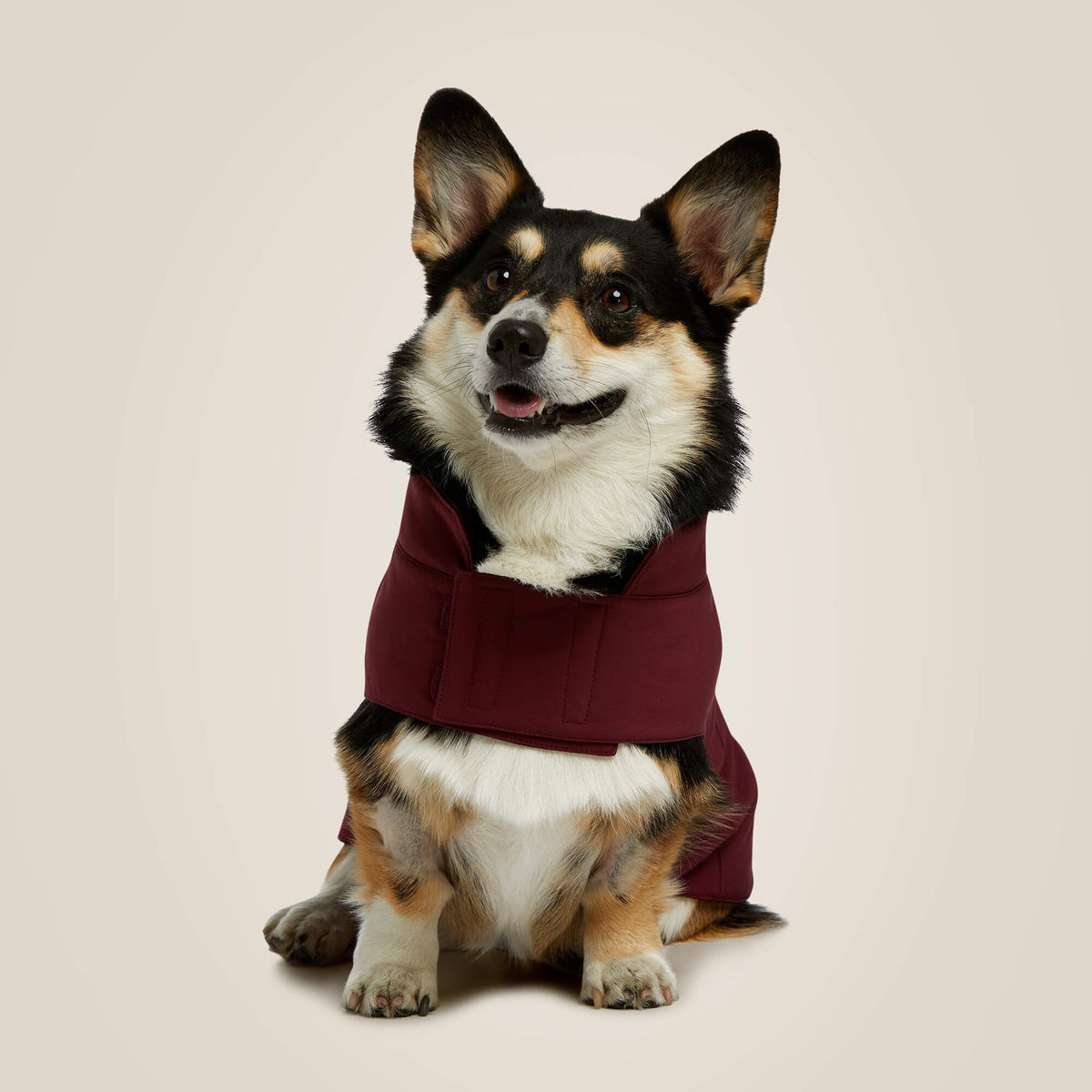 Team Softshell Dog Jacket Ariat Accessories