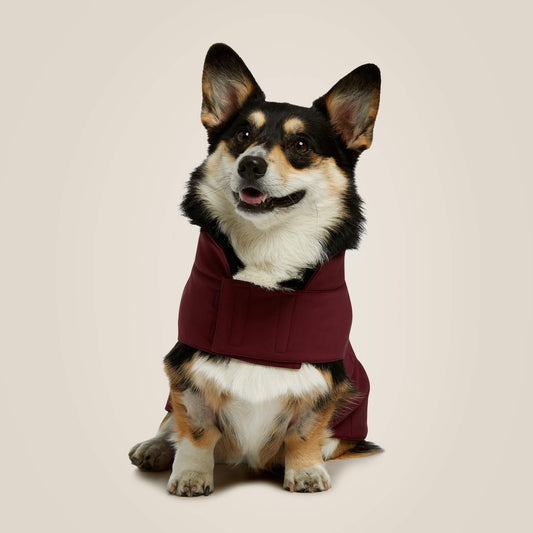 Team Softshell Dog Jacket Ariat Accessories